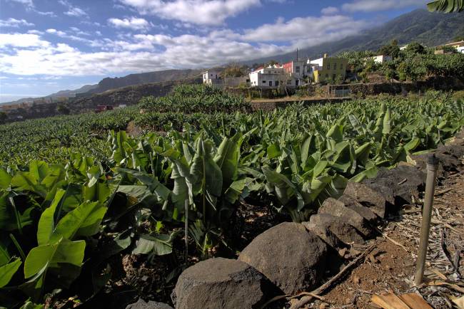Bananenplantage in Produktion in Santa Cruz de La Palma